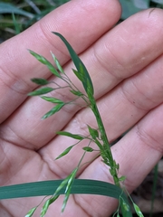 Poa cuspidata