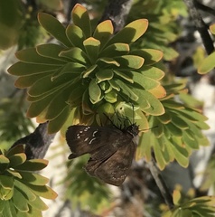 Ephyriades brunnea brunnea