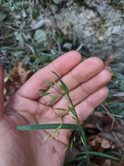 Poa cuspidata