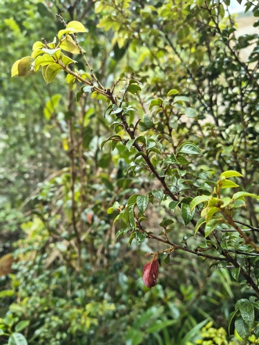 Guioa amabilis