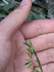 Poa cuspidata