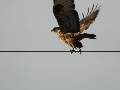 Common Buzzard