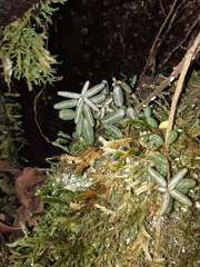 Peperomia caespitosa