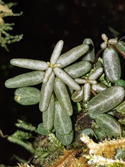 Peperomia caespitosa