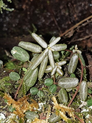 Peperomia caespitosa