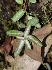 Peperomia caespitosa