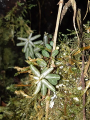 Peperomia caespitosa