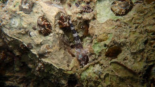 Tripterygion tripteronotum