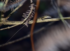 Anolis alutaceus