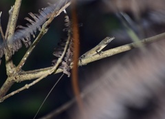 Anolis alutaceus