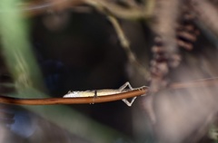 Anolis alutaceus