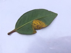 Austropuccinia psidii