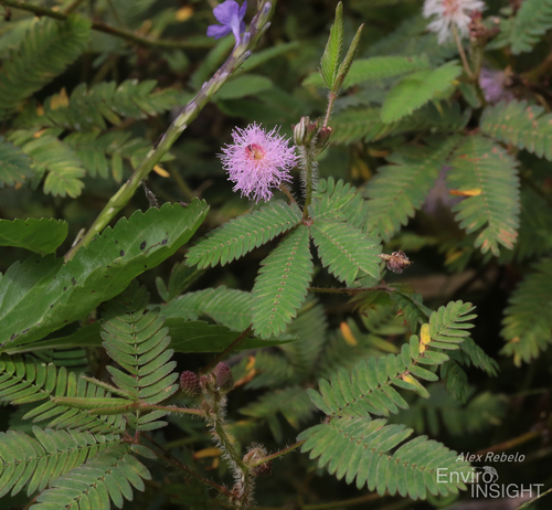 Sensitive Plant