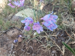 Penstemon comarrhenus