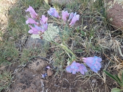 Penstemon comarrhenus