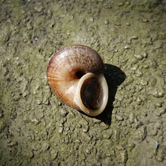 Cyclophorus punctatus