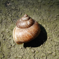 Cyclophorus punctatus