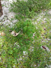 Parthenocissus quinquefolia image