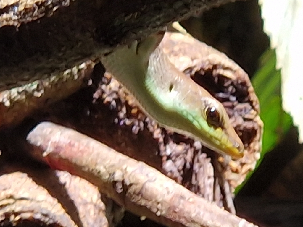 Shrub Whiptail-skink (Emoia longicauda)