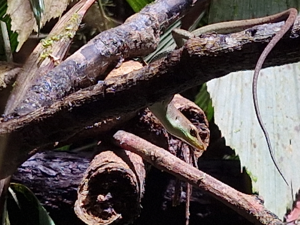 Shrub Whiptail-skink (Emoia longicauda)