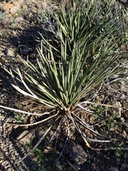 Agave schottii schottii