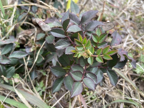 multiflora rose