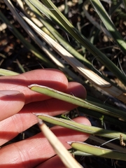 Agave schottii schottii