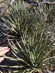 Agave schottii schottii