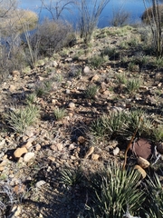 Agave schottii schottii