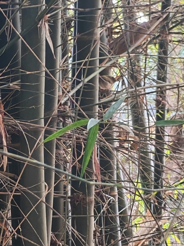 Common Tailorbird