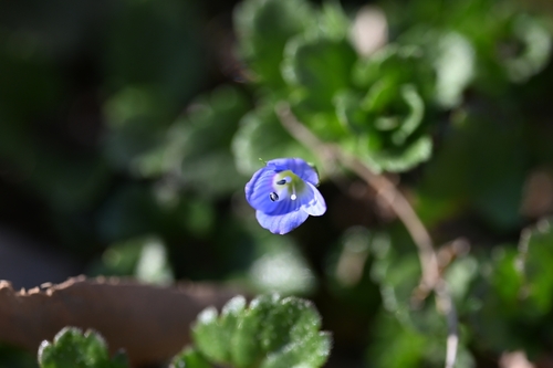 bird's-eye speedwell