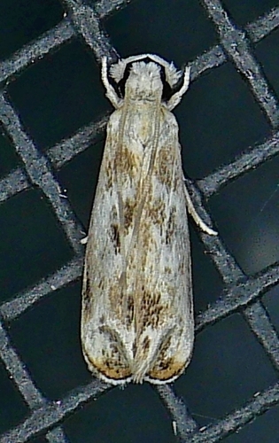 Hawaiian Dancing Moth