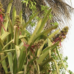 Aechmea aquilega, photograph author not stated, no rights reserved