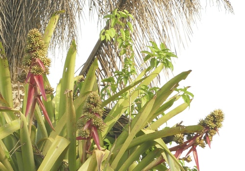 Aechmea aquilega, photograph 5
