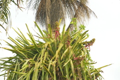 Aechmea aquilega, photograph author not stated, no rights reserved
