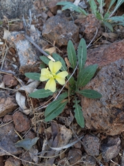 Oenothera primiveris primiveris