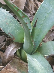 Agave palmeri