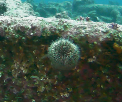 European Edible Sea Urchin
