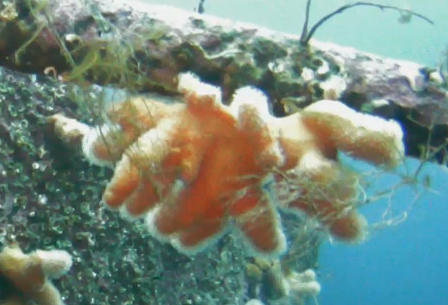 Alcyonium digitatum Linnaeus, 1758
