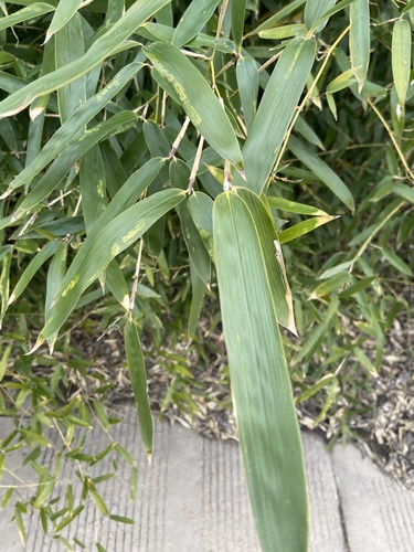 fishpole bamboo