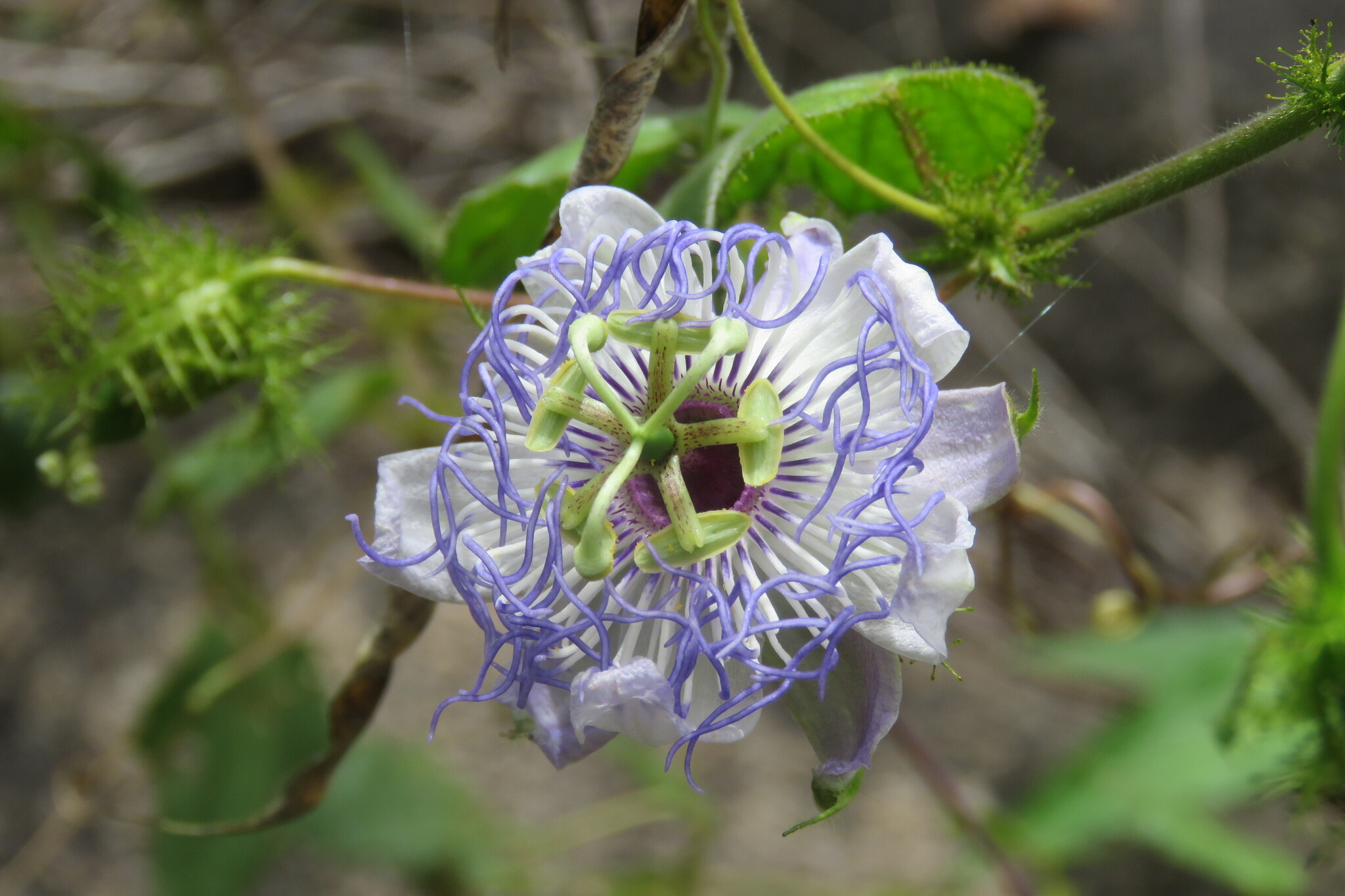 Passiflora foetida