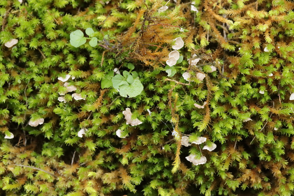 Arrhenia retiruga · February 2026 · photo: © bjoerns (iNaturalist, cc-by)