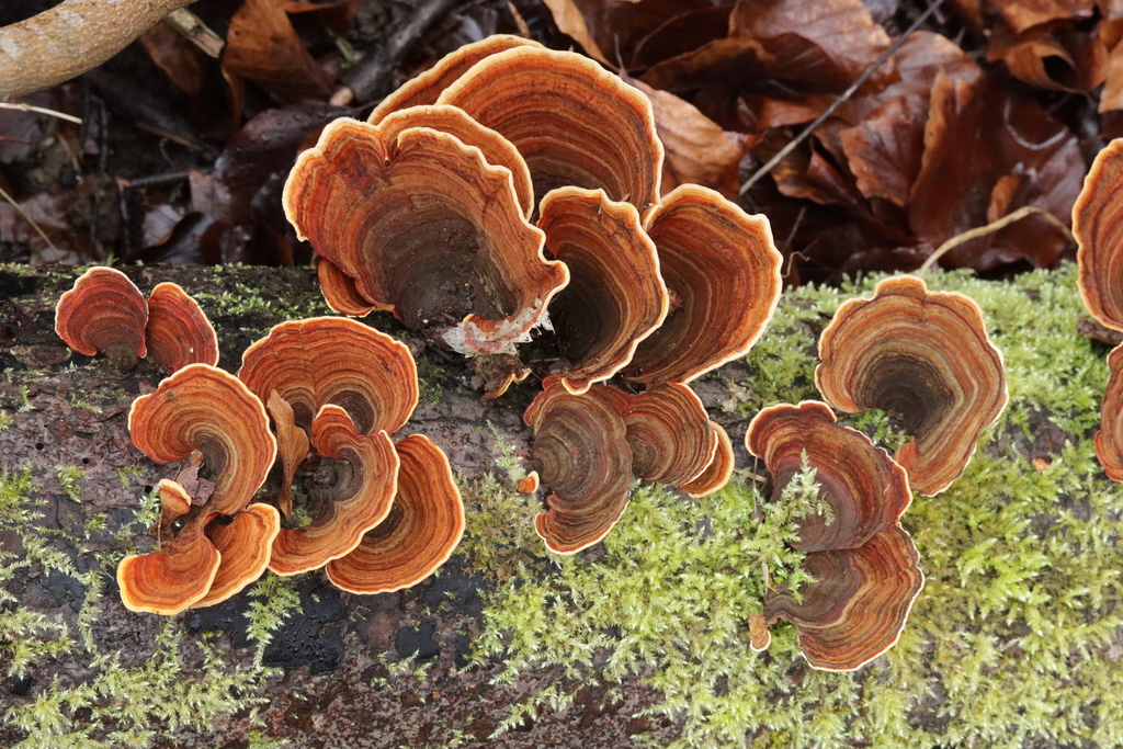 Stereum insignitum · February 2026 · photo: © bjoerns (iNaturalist, cc-by)