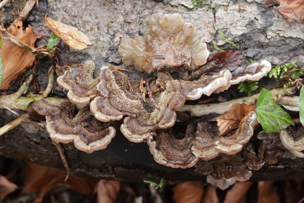 Auricularia mesenterica · February 2026 · photo: © bjoerns (iNaturalist, cc-by)