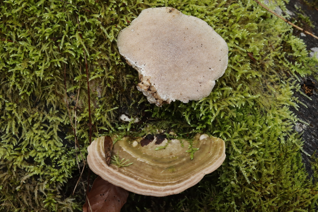 Trametes gibbosa · February 2026 · photo: © bjoerns (iNaturalist, cc-by)
