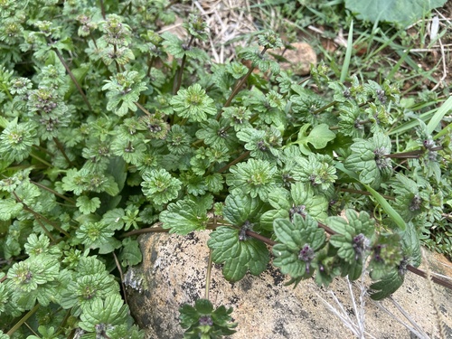 henbit deadnettle