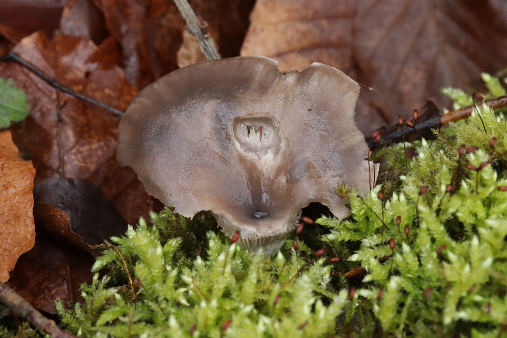 Pleurotus ostreatus · February 2026 · photo: © bjoerns (iNaturalist, cc-by)