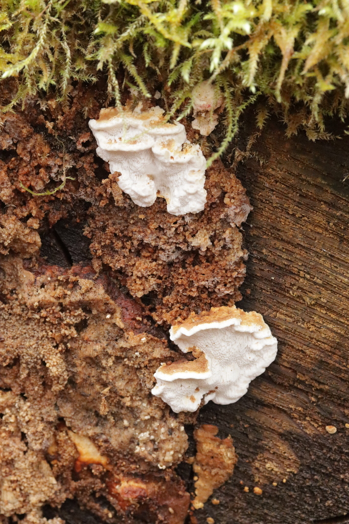 Fomitopsis serialis · February 2026 · photo: © bjoerns (iNaturalist, cc-by)