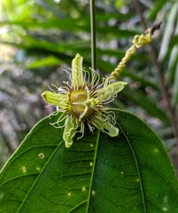 Passiflora ferruginea