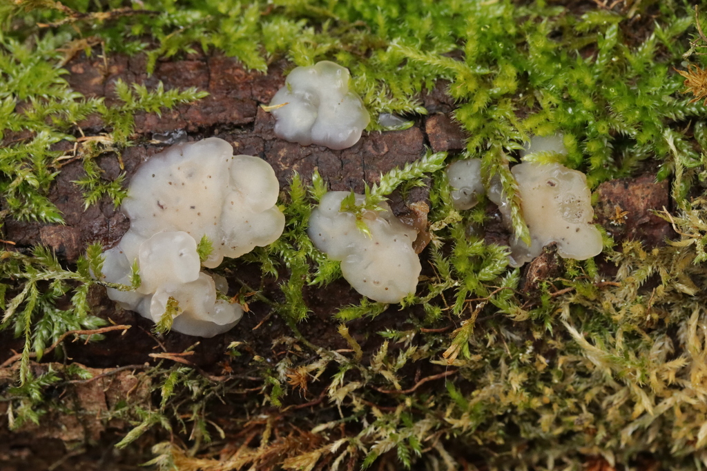 Exidia thuretiana · February 2026 · photo: © bjoerns (iNaturalist, cc-by)